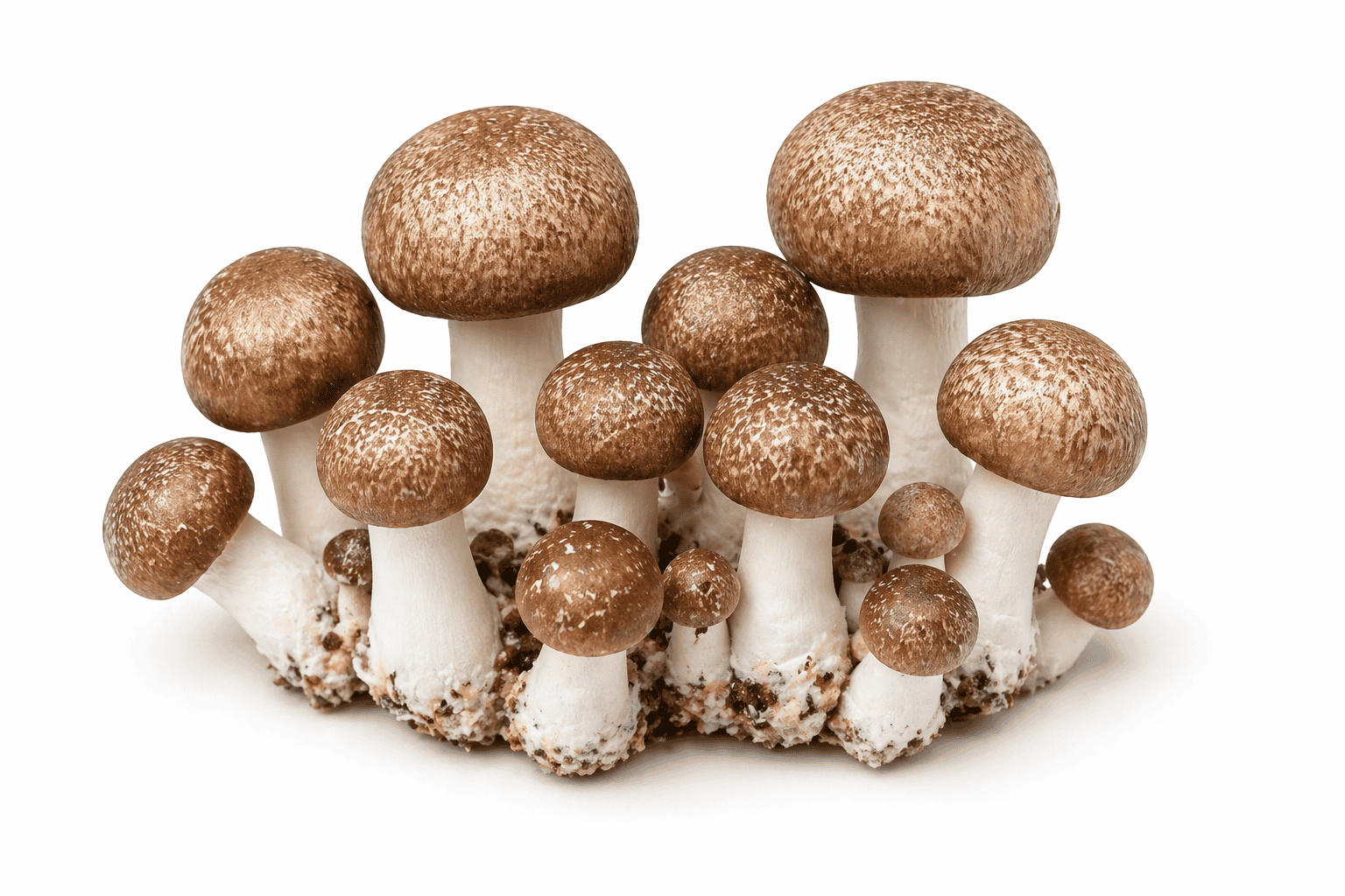 Agaricus blazei Murrill