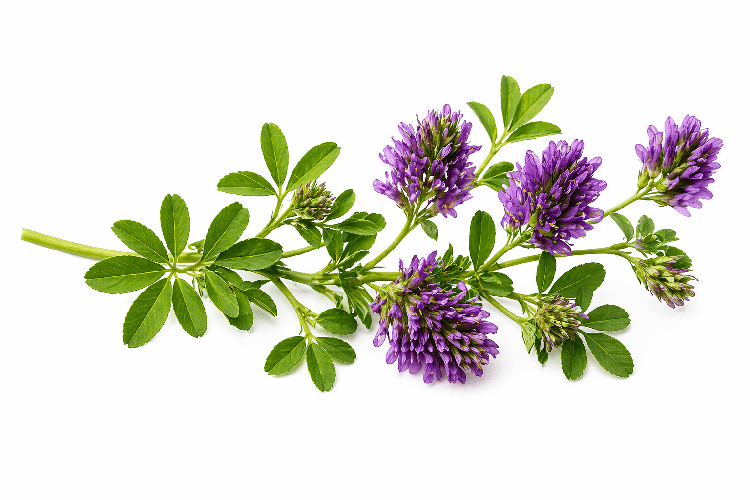 Alfalfa – tolice vojtěška