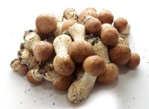 houby Agaricus blazei Murill nebo také žampion brazilský
