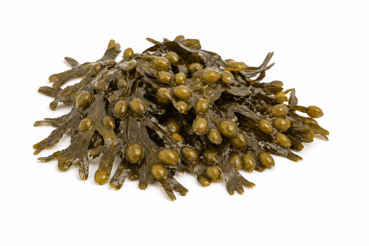 Chaluha bublinatá – Fucus vesiculosus