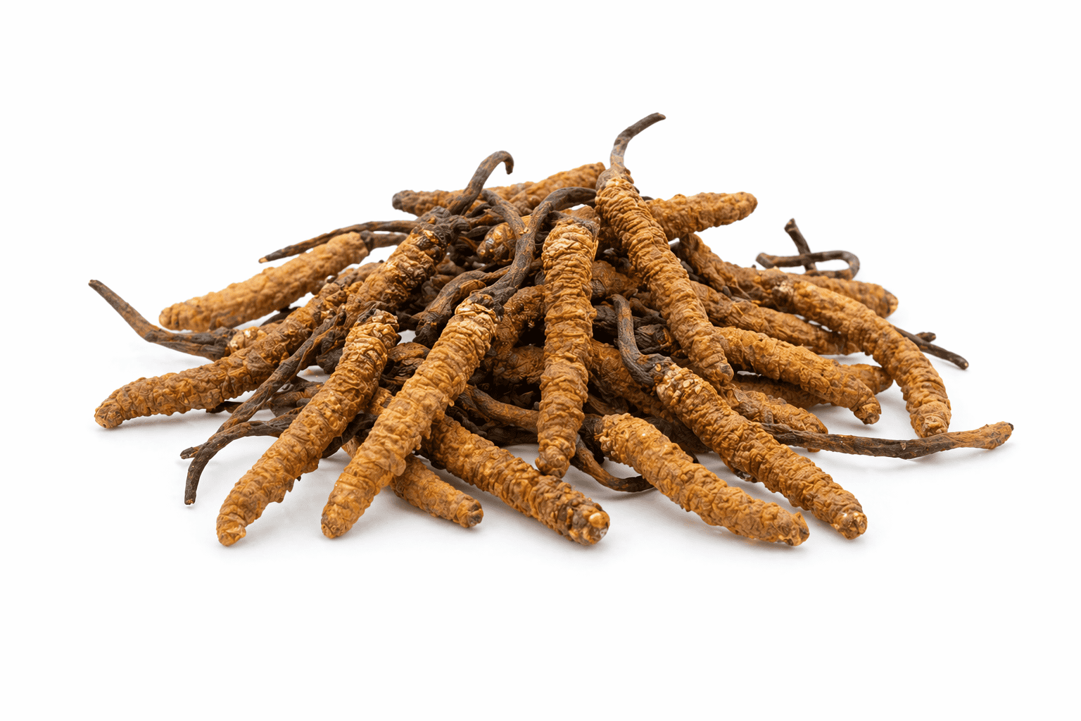 Cordyceps sinensis