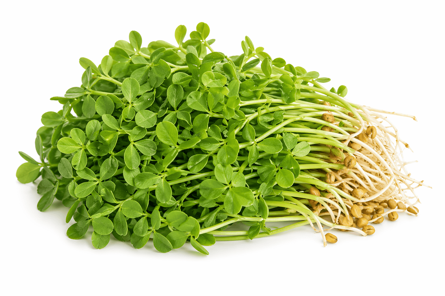 Fenugreek – pískavice, řecké seno