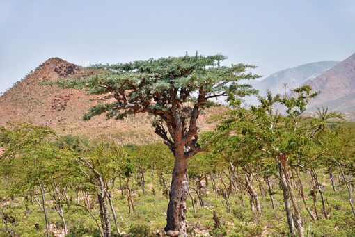 Strom Boswellia serrata - Kadidlovník pilovitý