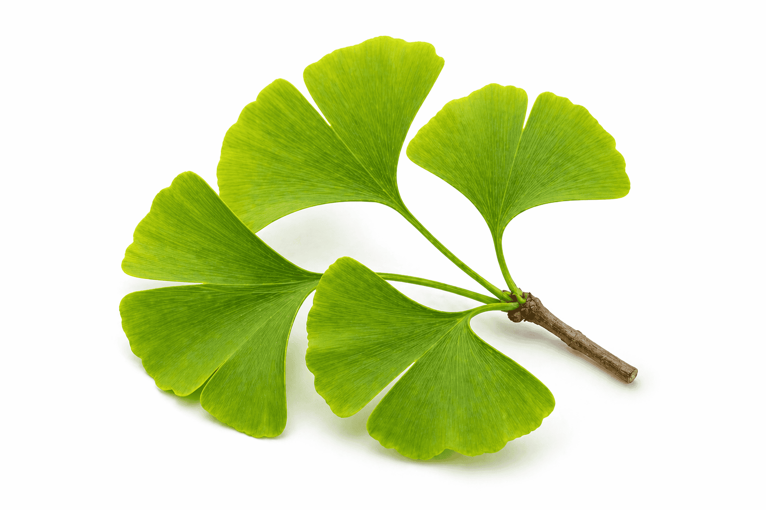 Ginkgo biloba