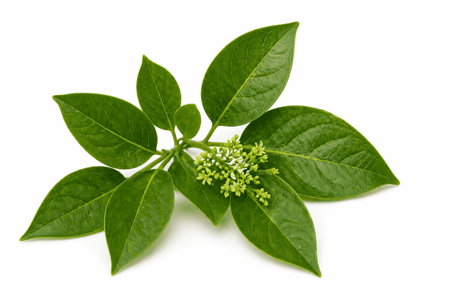Gymnema sylvestre – gymnéma lesní