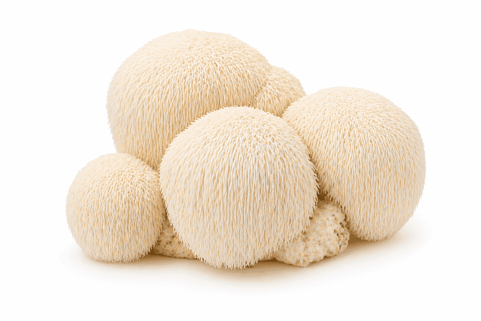 Hericium – korálovec ježatý