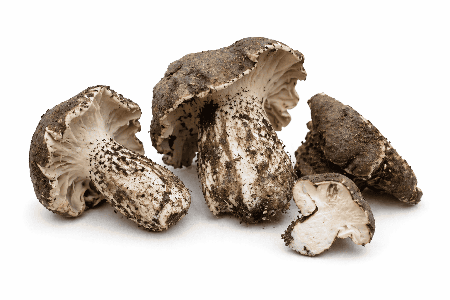 Hrbolatka černobílá – Boletopsis leucomelaena