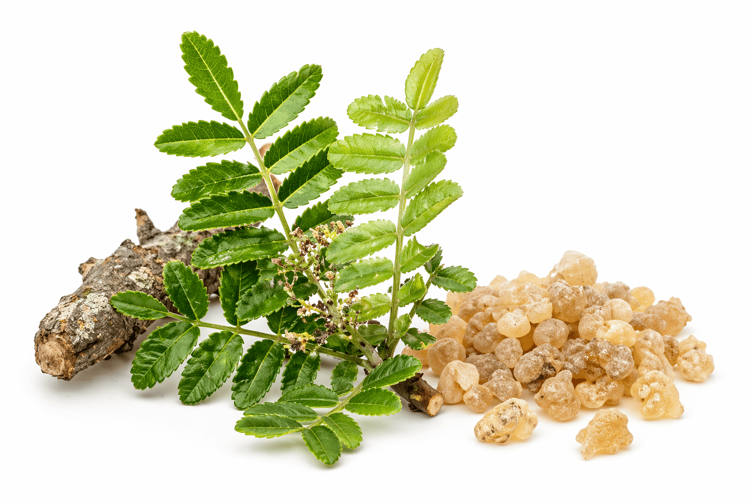 Kadidlovník pilovitý – Boswellia serrata