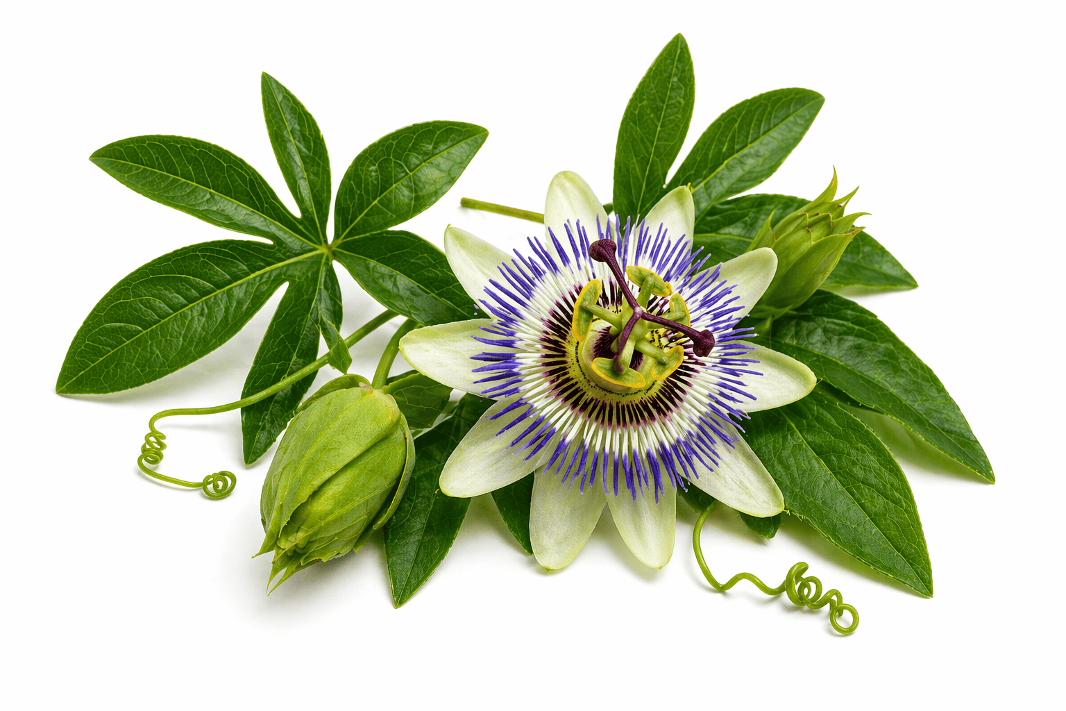 Mučenka pletní – Passiflora incarnata