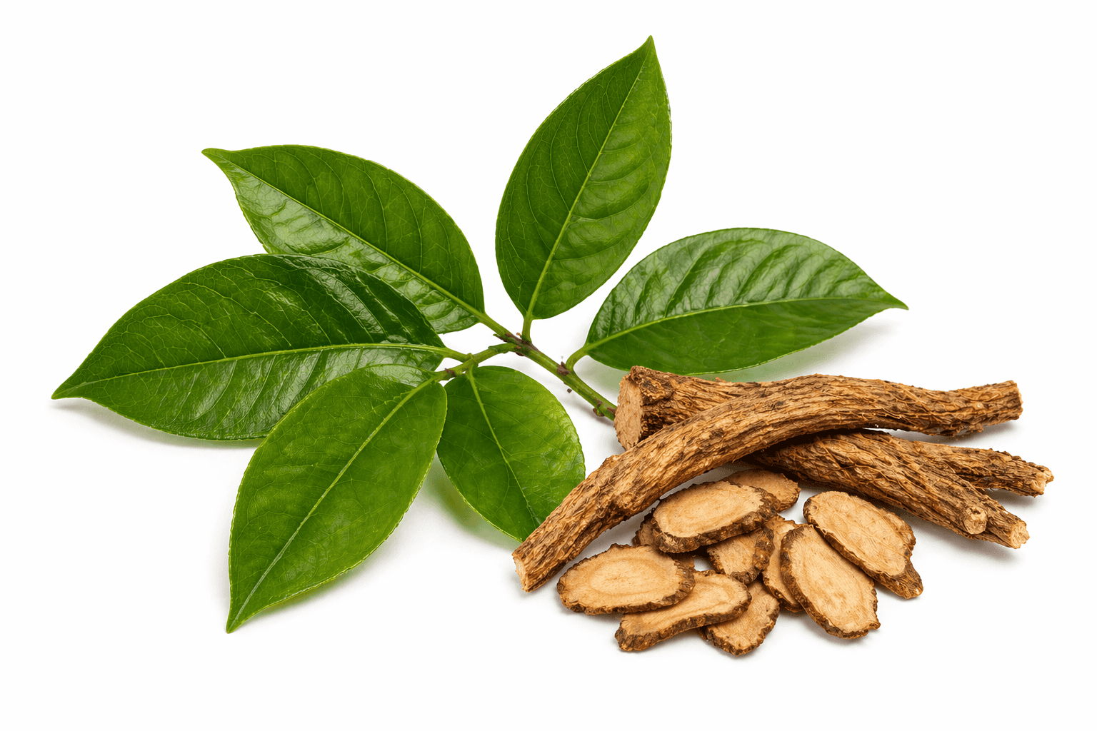 Muira puama – Ptychopetalum