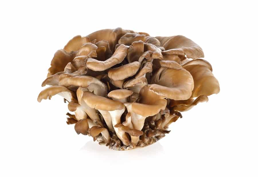 Maitake