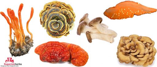 Medicinální houby, Duanwood Red Reishi, Sibiřská Čaga, Cordyceps
