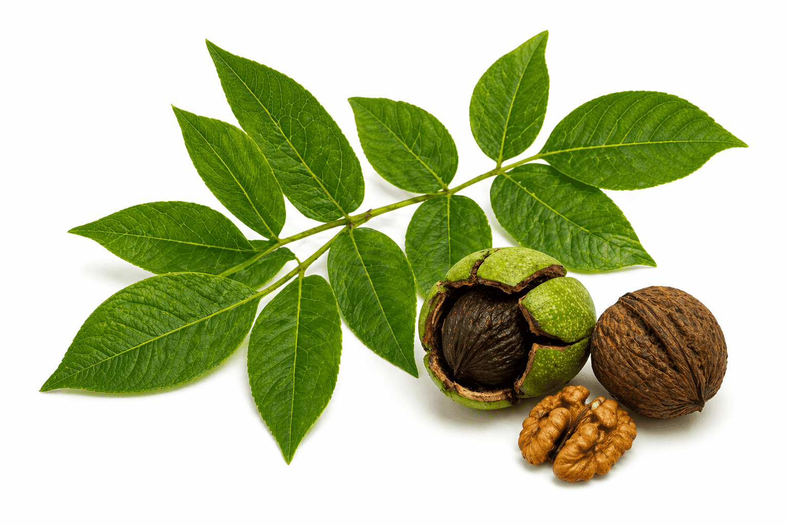 Ořešák černý – Juglans nigra