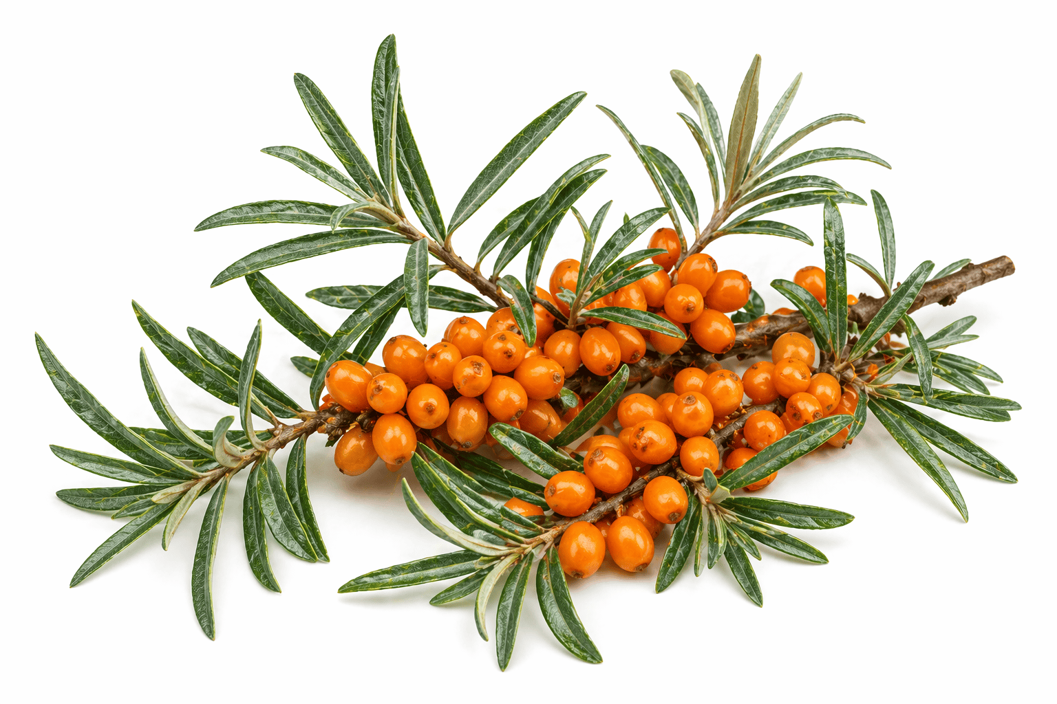 Rakytník řešetlákový – Hippophae rhamnoides