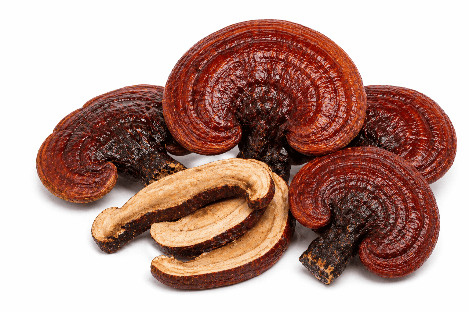Reishi – Ganoderma
