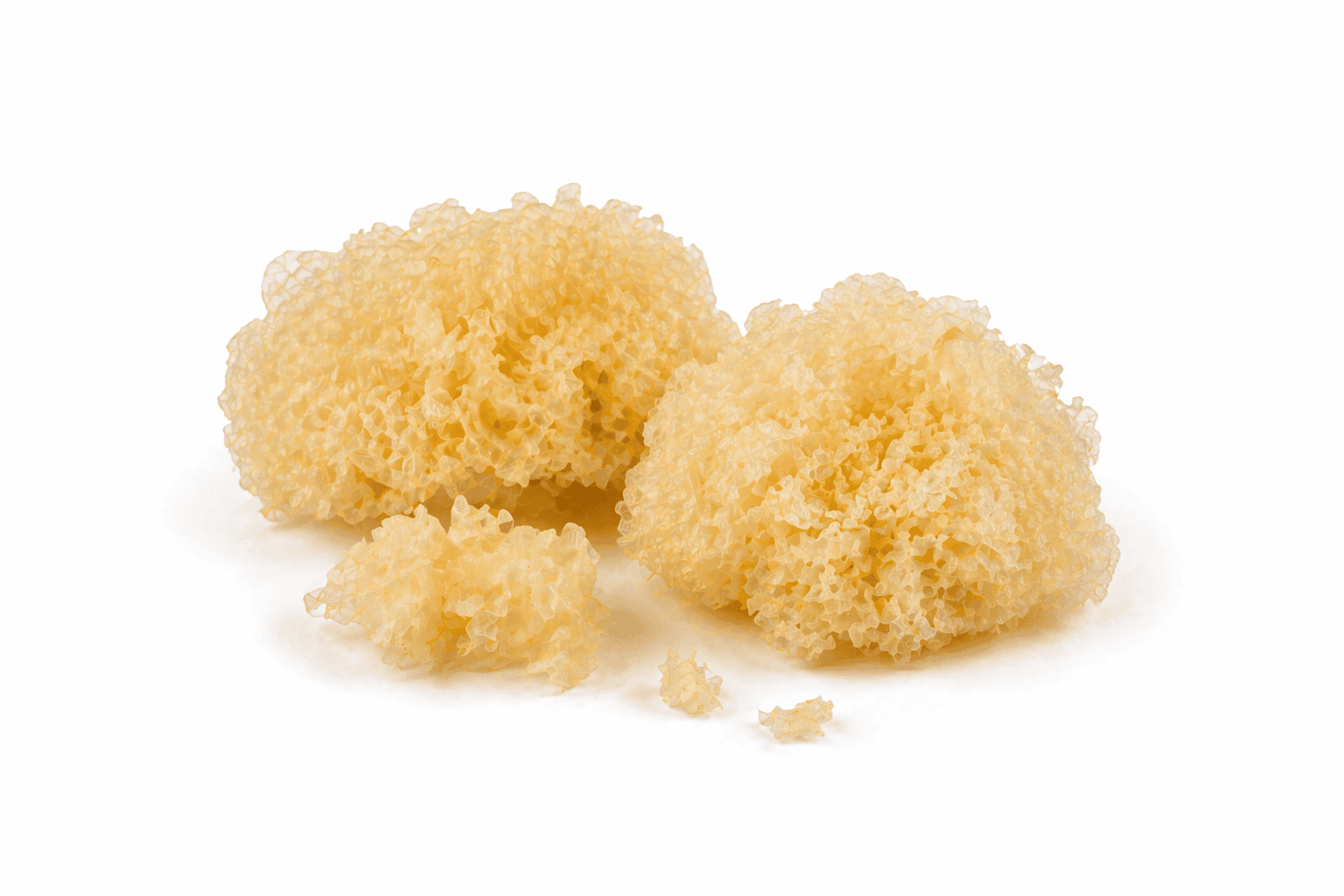 Rosolovka řasotvará – Tremella fuciformis