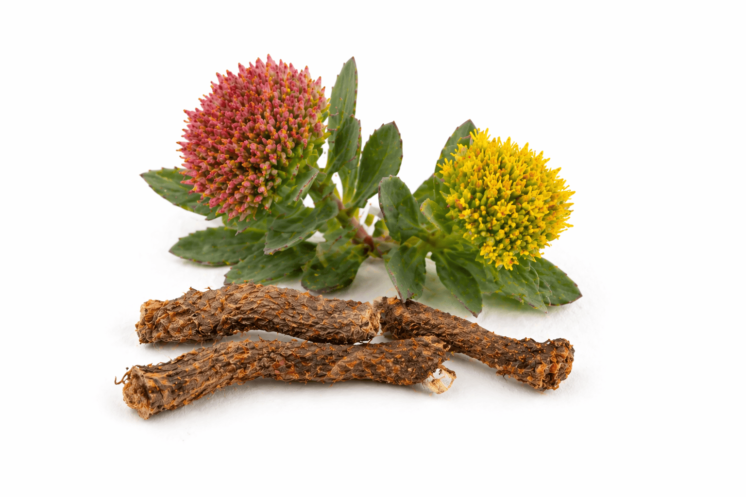 Rozchodnice růžová (Rhodiola rosea)