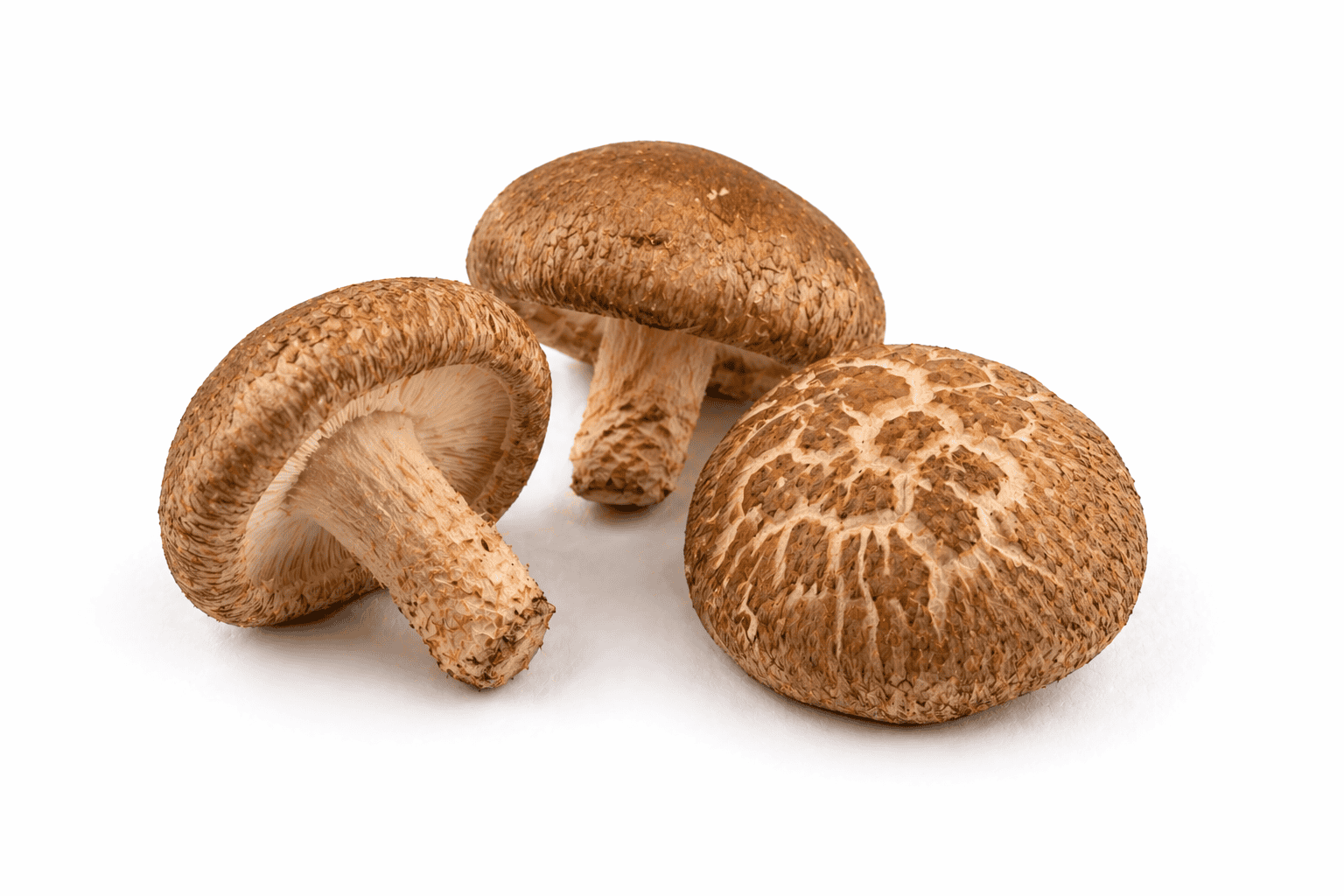 Shiitake
