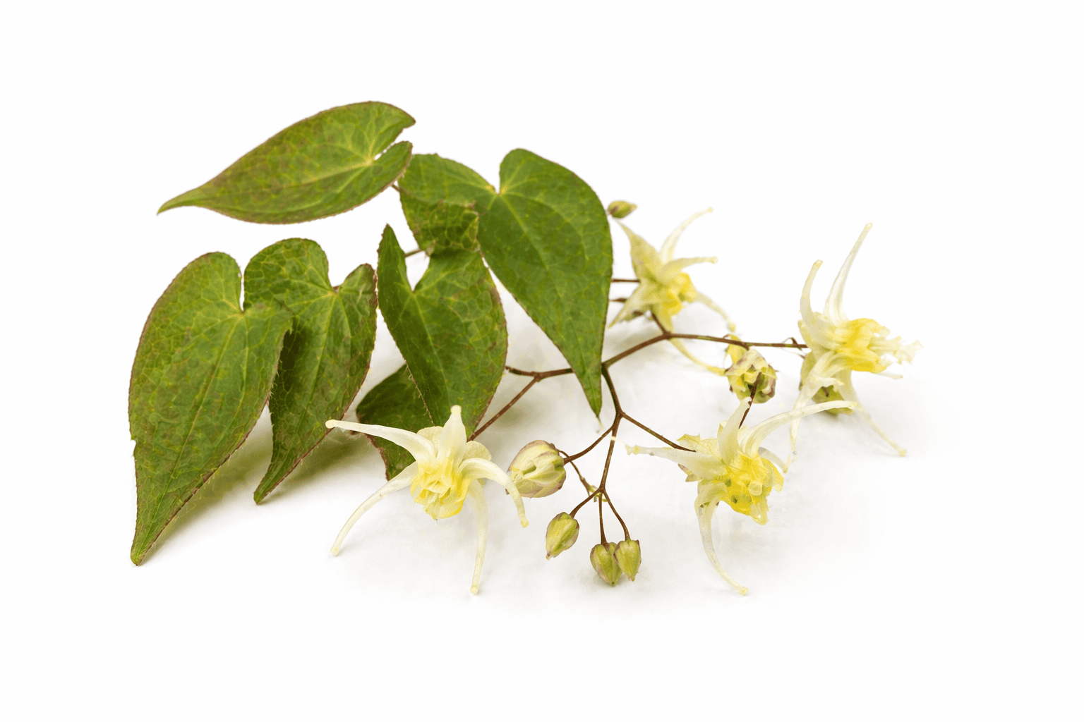 Škornice šípolistá – Epimedium sagittatum