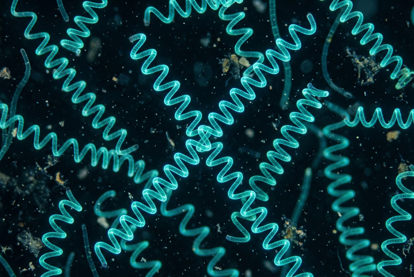 Spirulina pod mikroskopem – šroubovitá vlákna cyanobakterie Limnospira platensis