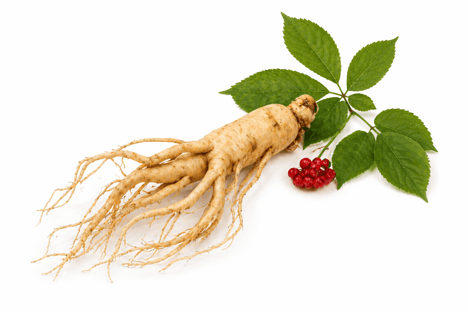 Ženšen – Panax ginseng
