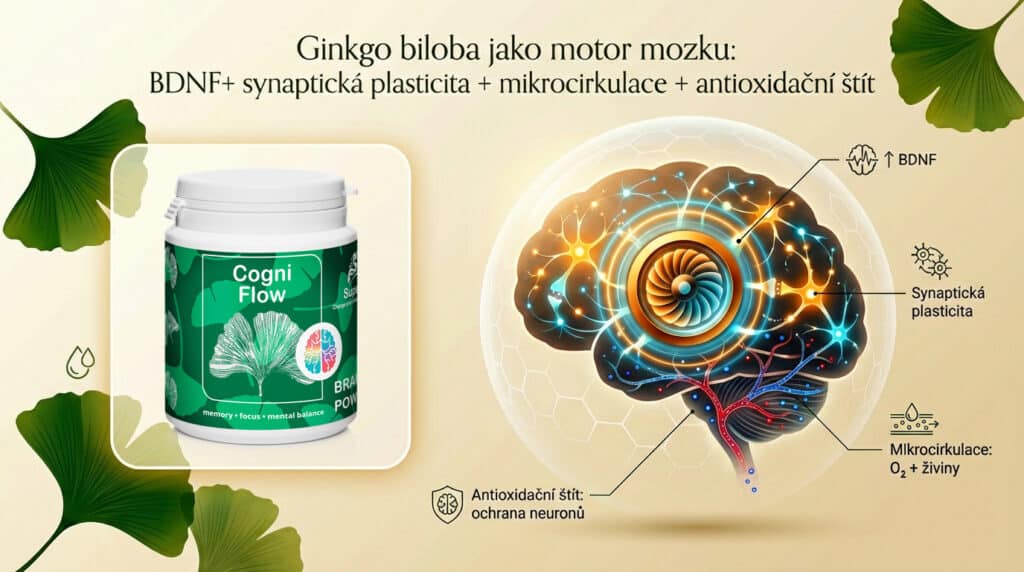 Gingko biloba a jeho působení na mozek.