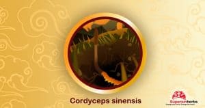 cordyceps sinensis - housenice čínská graficky vyzobrazená v kolečku