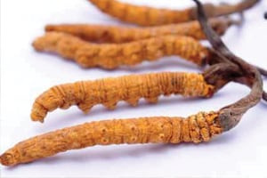 kořeny Cordyceps Sinensis