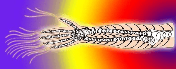 obrázek ruky s kostmi a prouděním vzduchu
