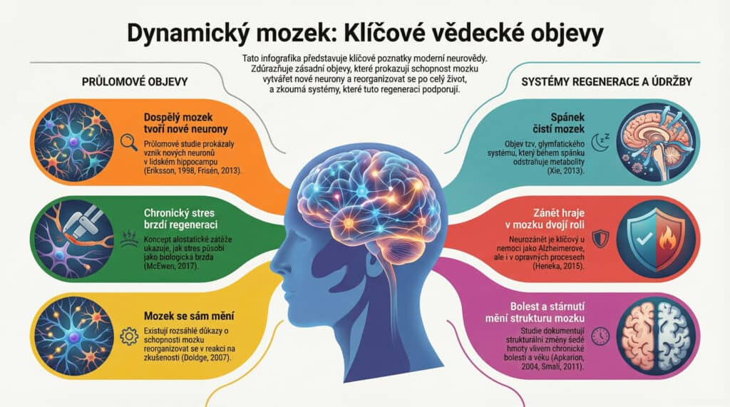 Klíčové vědecké objevy - dynamický mozek