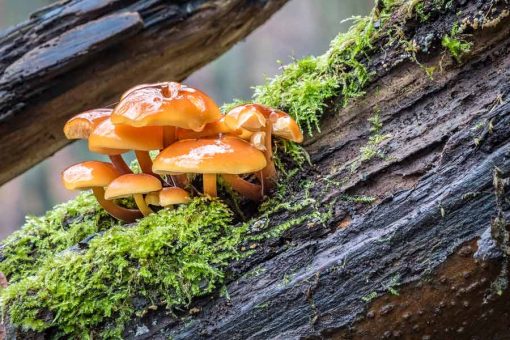 Léčivé houby Enokitake na stromě