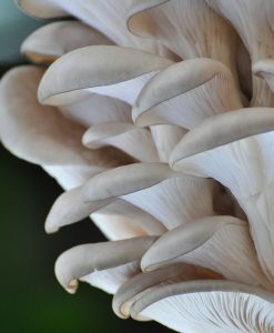 medicinální houba hlíva ústřičná, trs houby