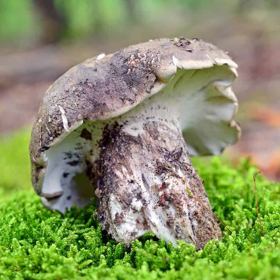 houba hrbolatka černobílá v mechu