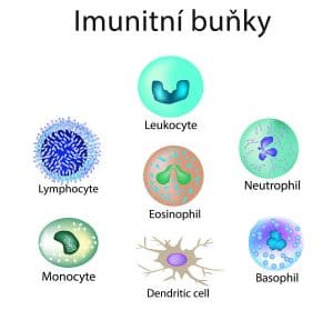 imunitní buňky