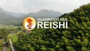 videodokument o pěstování Reishi