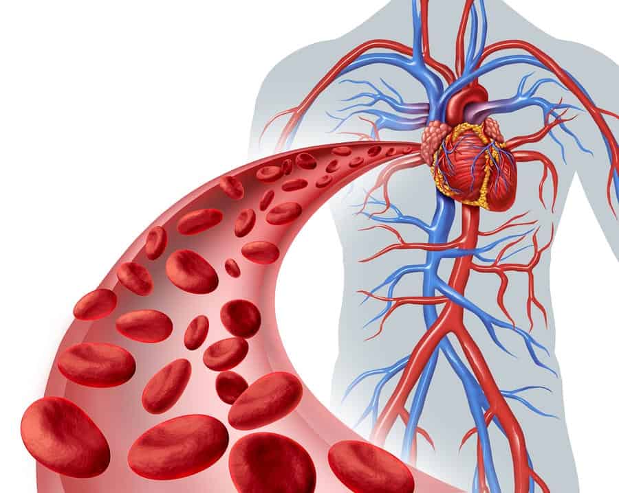 zobrazení kardiovaskulárního systému