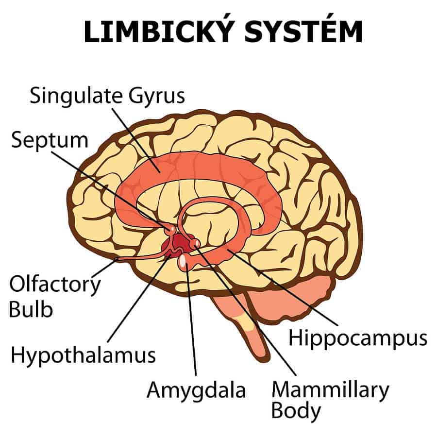 obrázek mozku s popisky limbického systému