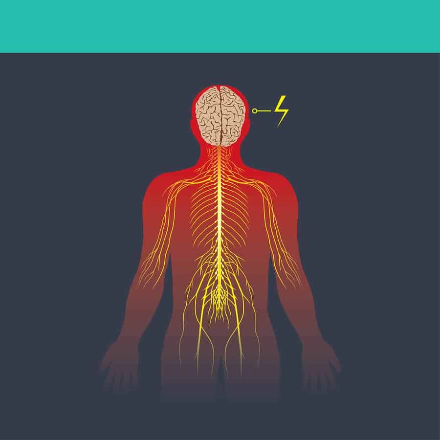 ilustrace lidského nervového systému