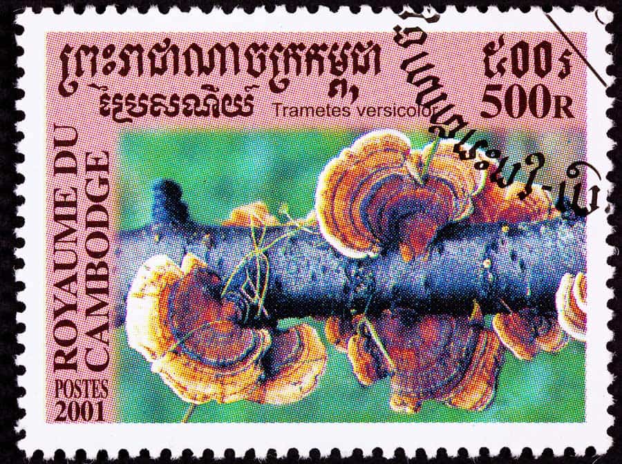 Kambodžská poštovní známka s outkovkou pestrou