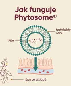 PEA Phytosome® + Luteolin - Obrázek 4