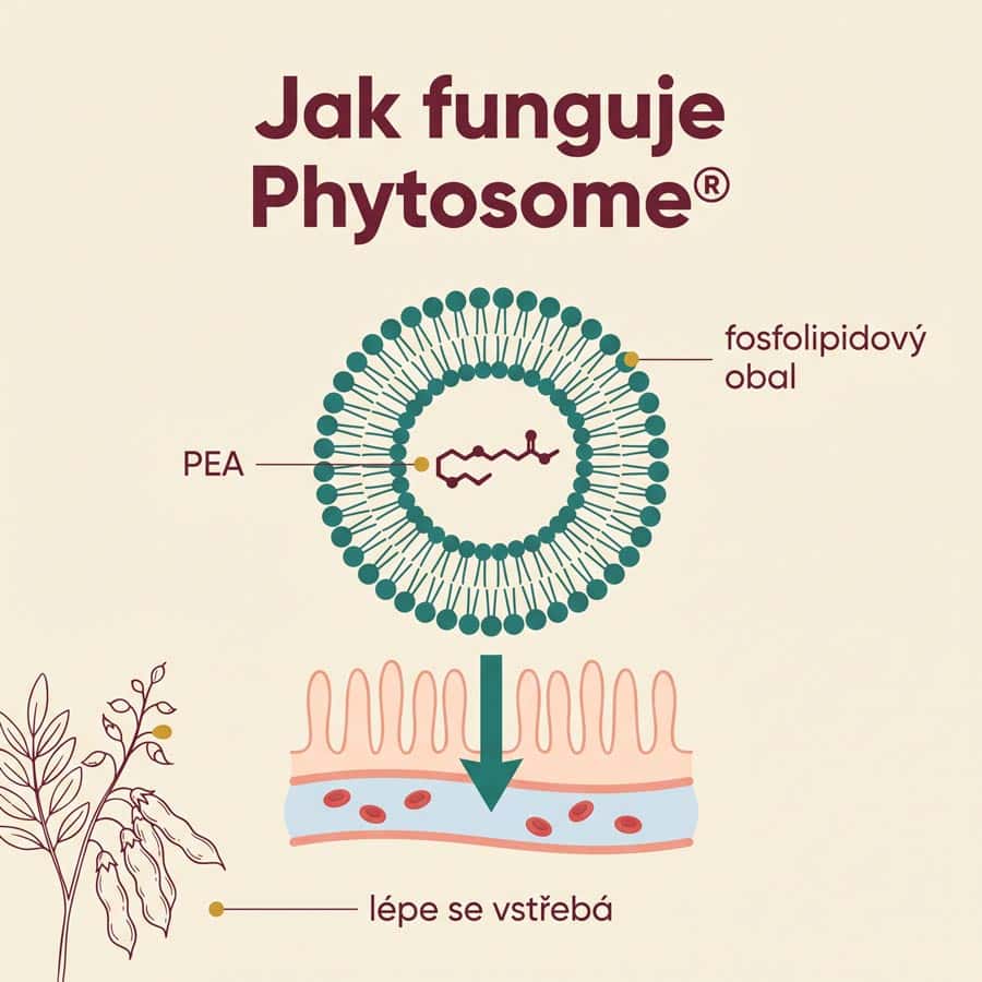 PEA Phytosome® + Luteolin - Obrázek 4