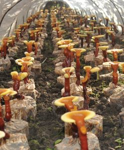 farma medicinální houby Reishi, Ganoderma lucidum, lesklokorka lesklá ve fóliovníku