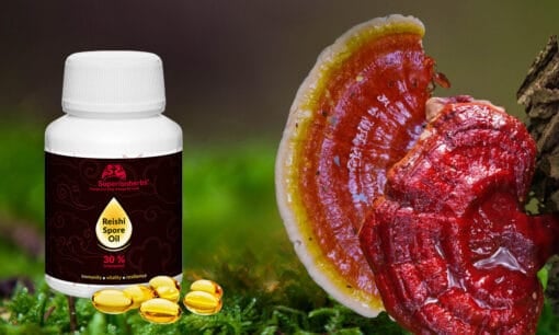 Reishi spórový olej 30 % triterpenů - Image 3