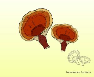 ganoderma lucidum