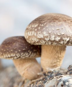 medicinální houba shiitake symbol zdraví a dlouhověkosti