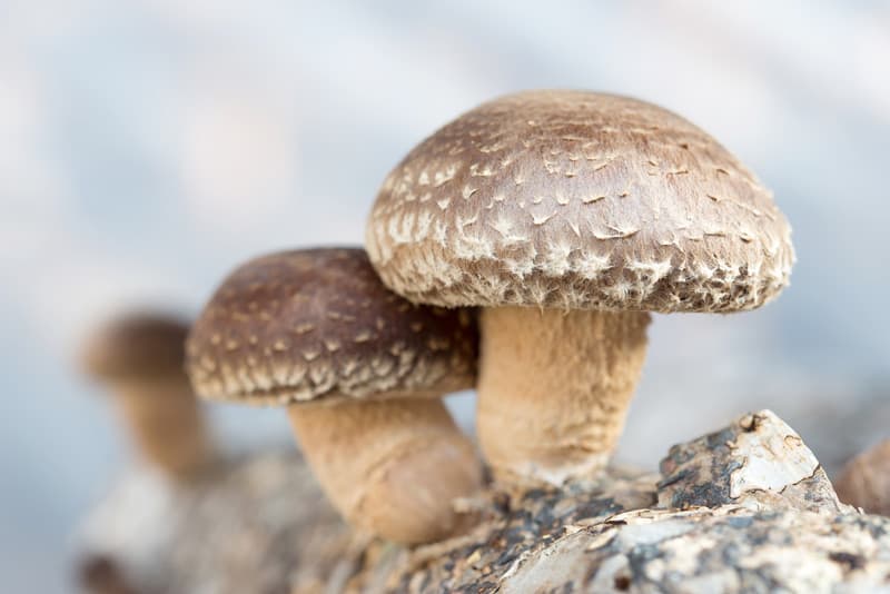 medicinální houba shiitake symbol zdraví a dlouhověkosti